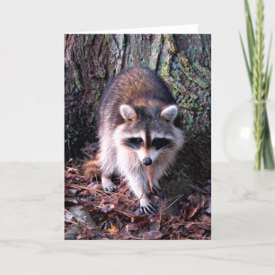 Raccoon Photo Kaart