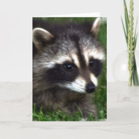 Raccoon Photo Wenskaart Kaart (Voorkant)