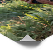 Raccoon Pilot Airplane Funny Wildlife Animal Poster (Hoek)