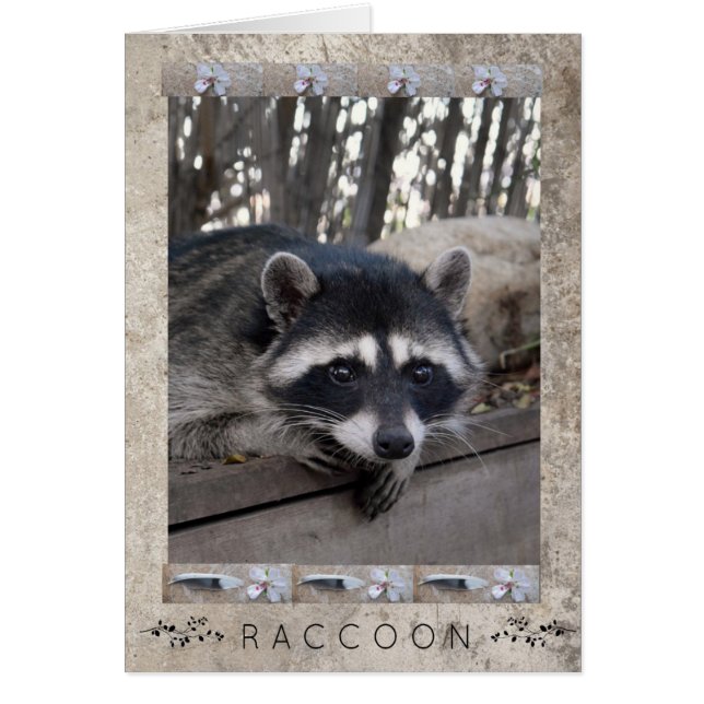 Raccoon Portrait (Voorkant)