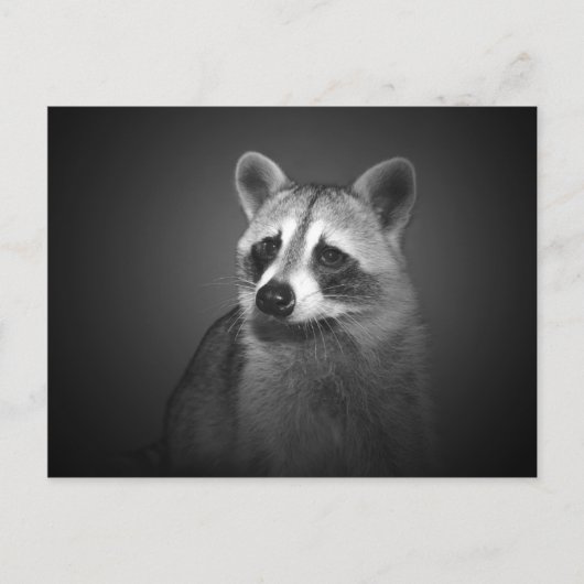 Raccoon Portrait Briefkaart (Voorkant)