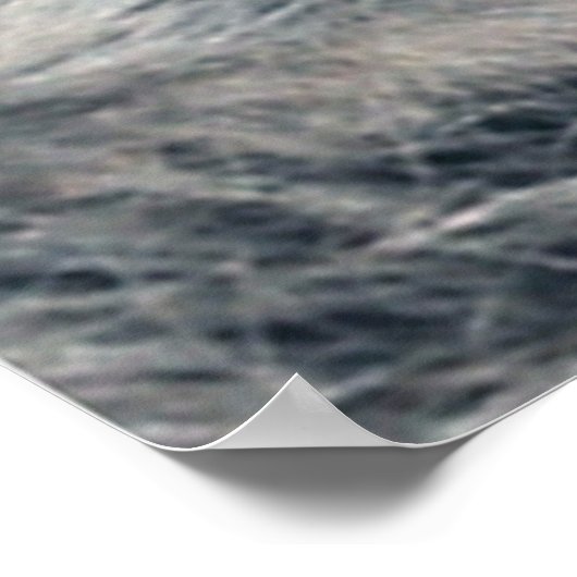 Raccoon Portrait Poster (Hoek)