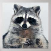Raccoon Portrait Poster (Voorkant)