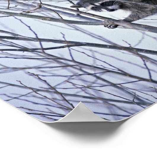 Raccoon Poster (Hoek)