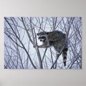 Raccoon Poster (Voorkant)