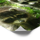 Raccoon Poster afdrukken (Hoek)
