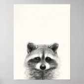 Raccoon potlood Tekening Poster (Voorkant)