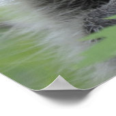 Raccoon Print - #1028 (Hoek)