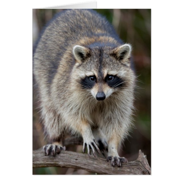 Raccoon, Procyon lotor, Florida, Verenigde Staten  (Voorkant)
