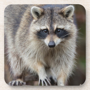 Raccoon, Procyon lotor, Florida, Verenigde Staten  Bier Onderzetter