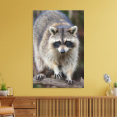 Raccoon, Procyon lotor, Florida, Verenigde Staten  Canvas Afdruk (Insitu (Woonkamer))