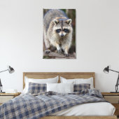 Raccoon, Procyon lotor, Florida, Verenigde Staten  Canvas Afdruk (Insitu (Slaapkamer))