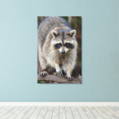 Raccoon, Procyon lotor, Florida, Verenigde Staten  Canvas Afdruk (Insitu (Houten vloer))