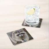 Raccoon, Procyon lotor, Florida, Verenigde Staten  Kartonnen Onderzetters (Insitu)