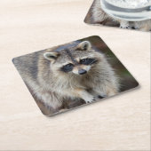 Raccoon, Procyon lotor, Florida, Verenigde Staten  Kartonnen Onderzetters (Schuin)