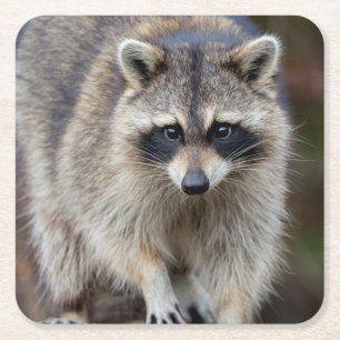 Raccoon, Procyon lotor, Florida, Verenigde Staten  Kartonnen Onderzetters