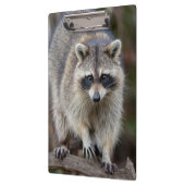 Raccoon, Procyon lotor, Florida, Verenigde Staten  Klembord (Links)