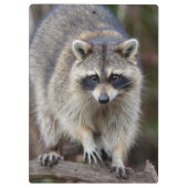 Raccoon, Procyon lotor, Florida, Verenigde Staten  Klembord (Achterkant)