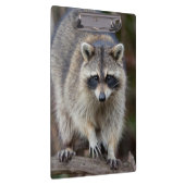 Raccoon, Procyon lotor, Florida, Verenigde Staten  Klembord (Rechts)