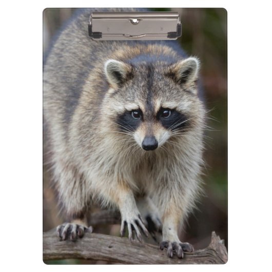 Raccoon, Procyon lotor, Florida, Verenigde Staten  Klembord (Voorkant)