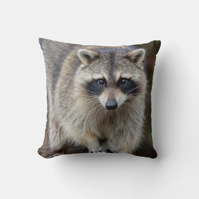 Raccoon, Procyon lotor, Florida, Verenigde Staten  Kussen (Voorkant)