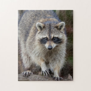 Raccoon, Procyon lotor, Florida, Verenigde Staten  Legpuzzel