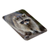 Raccoon, Procyon lotor, Florida, Verenigde Staten  Magneet (Rechterzijde)