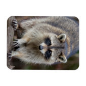 Raccoon, Procyon lotor, Florida, Verenigde Staten  Magneet (Horizontaal)