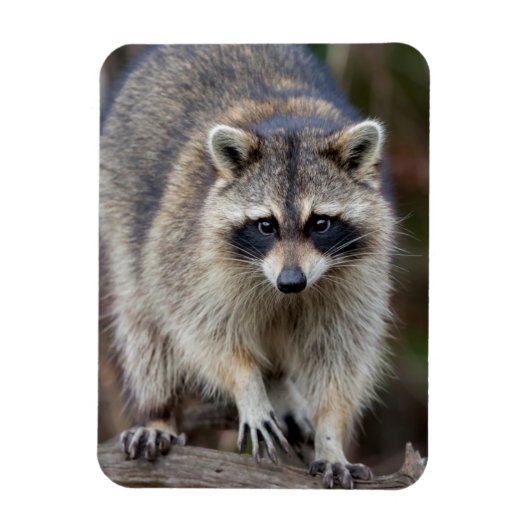 Raccoon, Procyon lotor, Florida, Verenigde Staten  Magneet (Verticaal)