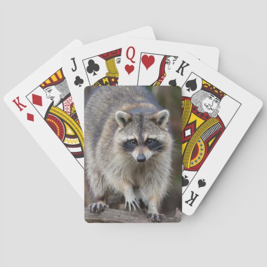 Raccoon, Procyon lotor, Florida, Verenigde Staten  Pokerkaarten (Achterkant)