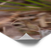 Raccoon, Procyon lotor, Florida, Verenigde Staten Poster (Hoek)