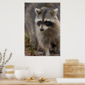 Raccoon, Procyon lotor, Florida, Verenigde Staten Poster (Keuken)