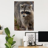 Raccoon, Procyon lotor, Florida, Verenigde Staten Poster (Thuiskantoor)