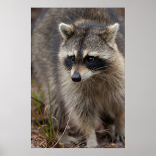 Raccoon, Procyon lotor, Florida, Verenigde Staten  Poster