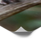 Raccoon, Procyon lotor, Florida, Verenigde Staten  Poster (Hoek)