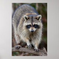 Raccoon, Procyon lotor, Florida, Verenigde Staten