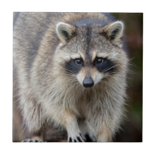 Raccoon, Procyon lotor, Florida, Verenigde Staten Tegeltje