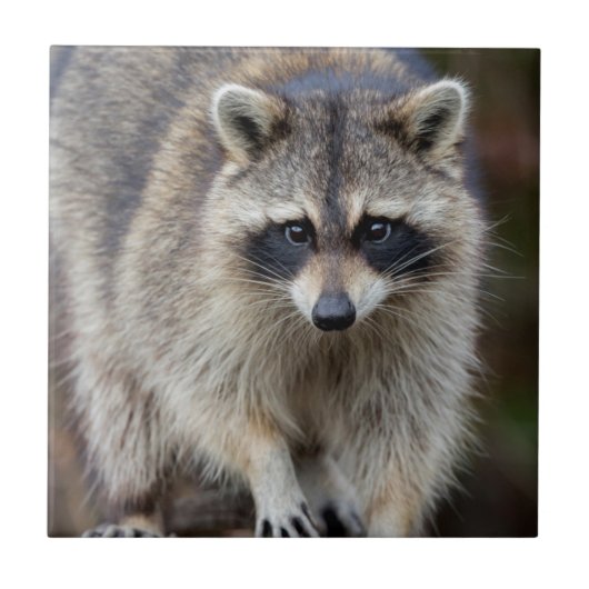 Raccoon, Procyon lotor, Florida, Verenigde Staten  Tegeltje (Voorkant)