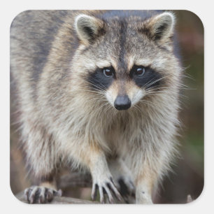 Raccoon, Procyon lotor, Florida, Verenigde Staten  Vierkante Sticker