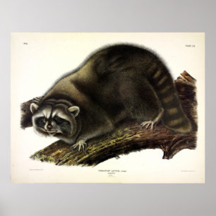 Raccoon (Procyon Lotor) van Audubon Poster