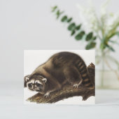Raccoon (Procyonlotor) Illustratie Briefkaart (Staand voorkant)