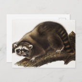 Raccoon (Procyonlotor) Illustratie Briefkaart (Voorkant / Achterkant)