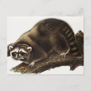 Raccoon (Procyonlotor) Illustratie Briefkaart