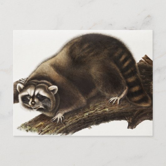 Raccoon (Procyonlotor) Illustratie Briefkaart (Voorkant)