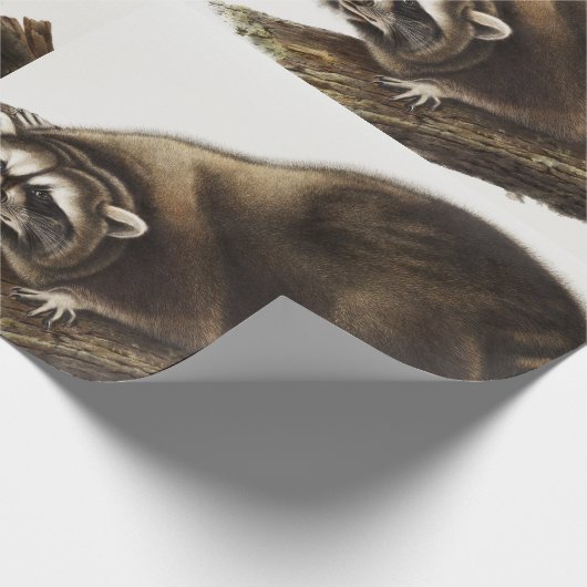 Raccoon (Procyonlotor) Illustratie Cadeaupapier (Hoek)