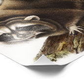 Raccoon (Procyonlotor) Illustratie Foto Afdruk (Hoek)