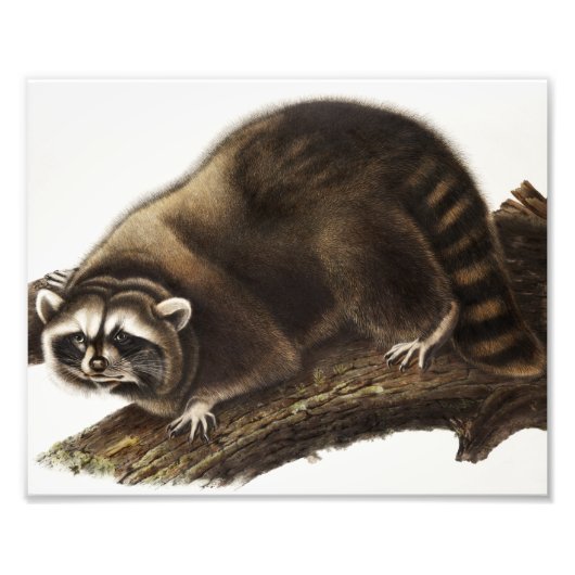 Raccoon (Procyonlotor) Illustratie Foto Afdruk (Voorkant)