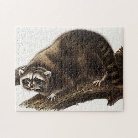 Raccoon (Procyonlotor) Illustratie Legpuzzel (Horizontaal)