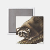 Raccoon (Procyonlotor) Illustratie Magneet (Voorkant / Achterkant)