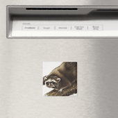 Raccoon (Procyonlotor) Illustratie Magneet (Insitu (Vaatwasser))